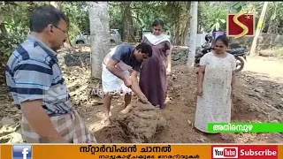 50 കിലോയോളം വരുന്ന കാച്ചില്‍ വിളവെടുത്തു