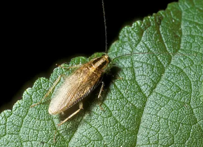 An Asian cockroach on a leaf