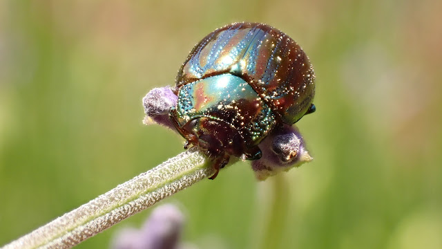 Green and red striped beetle