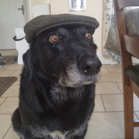 Cute dogs - part 11 (50 pics), dog wearing fedora hat