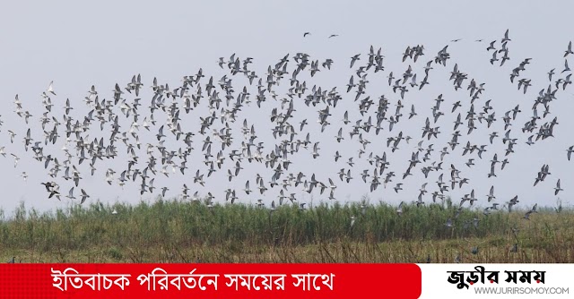  হাকালুকতিে কমেছে পরিযায়ী পাখি, জীববৈচিত্র হুমকির মুখে