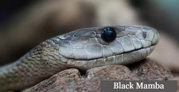 Top 10 Most Venomous Animals In The World