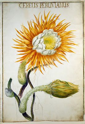 Cereus peruvianus 1730