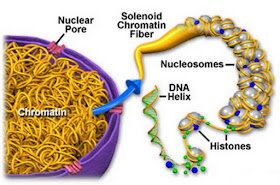 Chromatin