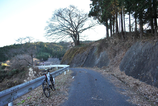 お越し場の桜