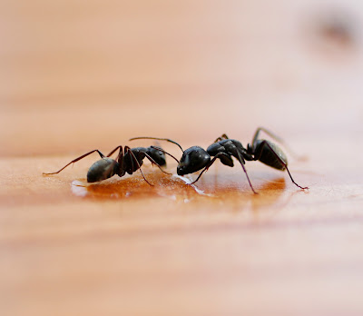 Ant pest control