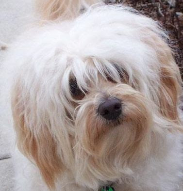 Havanese Puppies on Havanese What Do U Think Is The Best Haircut For Havanese Dogs