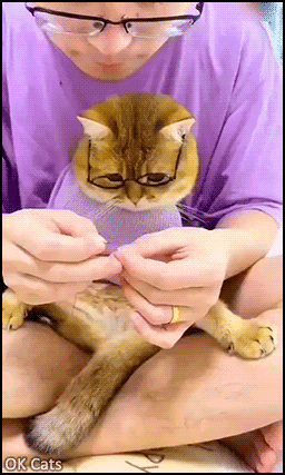Funny Cat GIF • Man with glasses sewing with his kitty with glasses too. Team Work [ok-cats.com]
