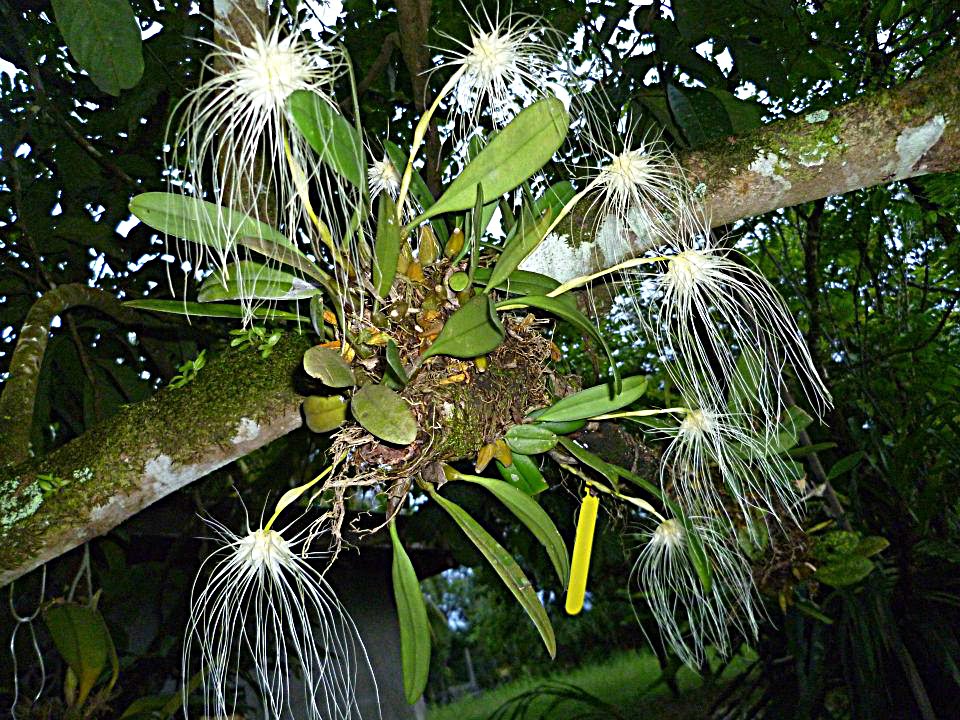 Koleksi Bunga Orkid Di Bukit Besi  Bukit Besi Blog