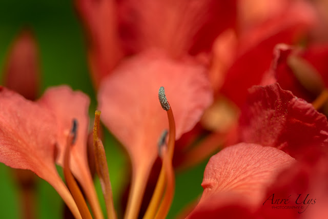 Macro Photography