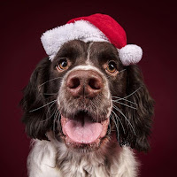 Más de 15 fotos de perros que están listos para Navidad