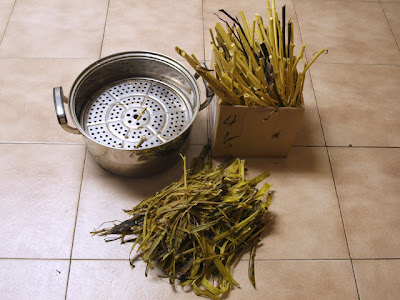 Photograph of strips of fibre taken from the milkweed stems after steaming.