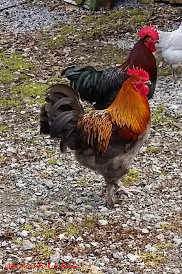 roosters in a rooster pen