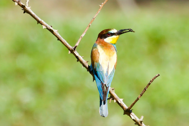 European Bee-eater Merops apiaster. Vienne. France. Photo by Ingrid de Winter for Loire Valley Time Travel.