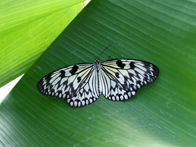 Beautiful Butterfly Normal Resolution Wallpaper 25