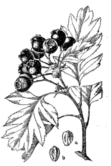 Боярышник перистонадрезанный (Crataegus pinnatifida)