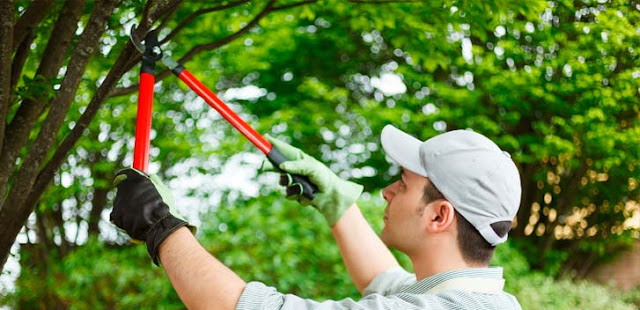 tree-trimming-in-clawson-mi