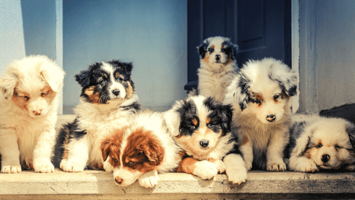 Top five canine types for homes with children