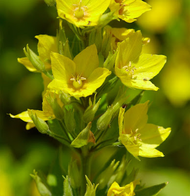 Dotted Loosestrife Lysimachia punctata