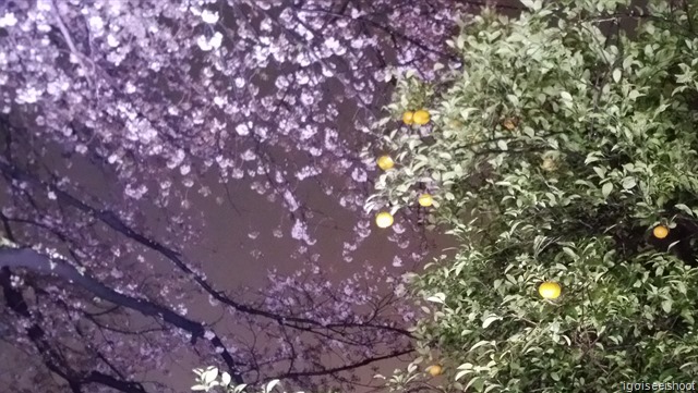 Cherry blossoms at Chidorigafuchi Park 