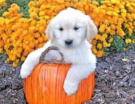 cute halloween dog