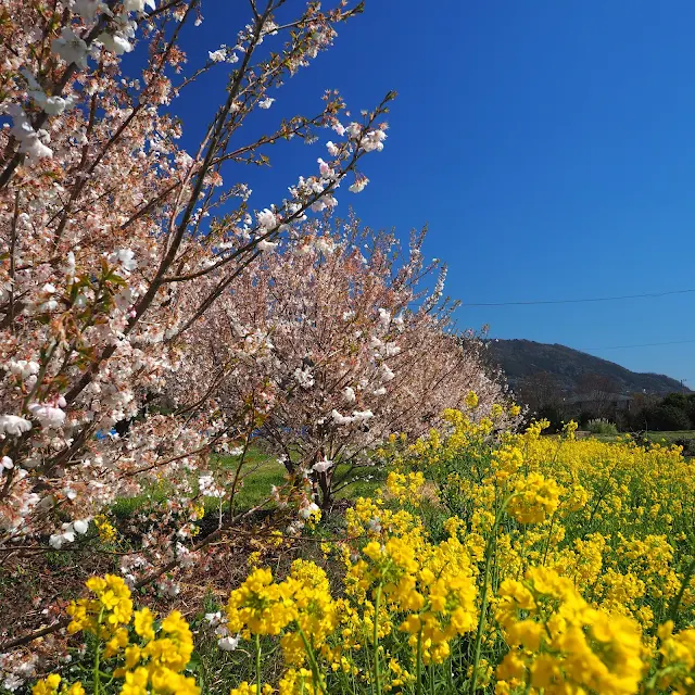 ふくざわ公園　春めき桜