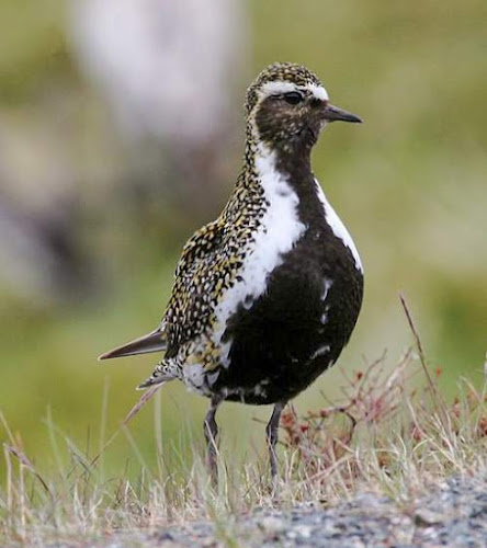 European golden-plover - Pluvialis apricaria