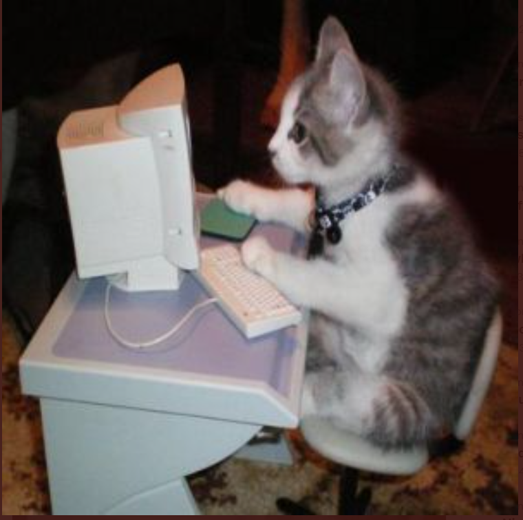 A cat in front of a computer