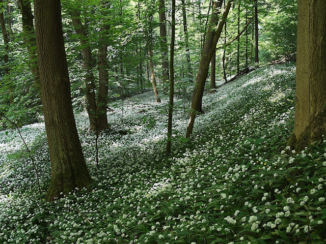 Buchenwald mit Bärlauch