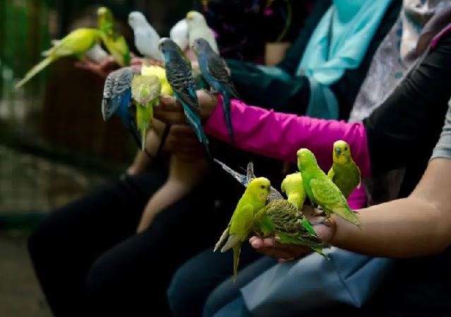 Cara Menjinakkan Burung Yang Masih Liar