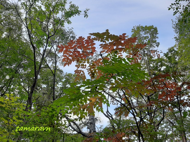 Аралия высокая / Аралия маньчжурская (Aralia elata, =Aralia mandshurica)