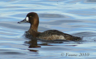 Bluebill Currituck Sound