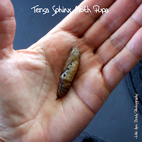 Tersa Sphinx Moth Pupa - Leesburg, Florida, November 30, 2016