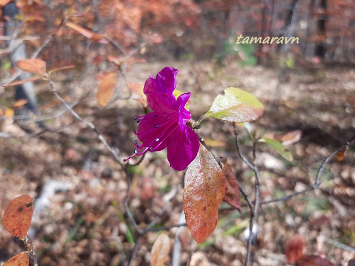 Рододендрон остроконечный (Rhododendron mucronulatum)