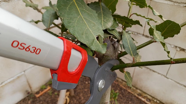 Cuaderno de campo de una Jardinera día nº 7: "Poda de un laurel."