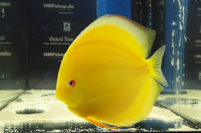 Harga Ikan Discus Yellow