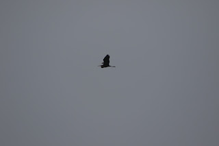 Purple Heron flying