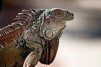 Fotos macro de una iguana en fotosmacro.blogspot.com