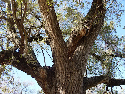 Unidentified tree from Forest
