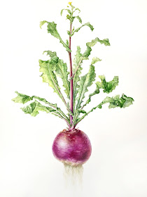 Turnip painting