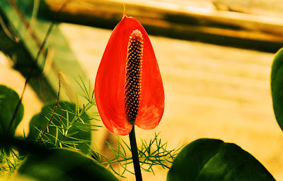 Imágenes gratis de flores, anturios, rosas, azalias, jaboneras, casas viejas y haciendas