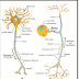 General topography of nervous system 