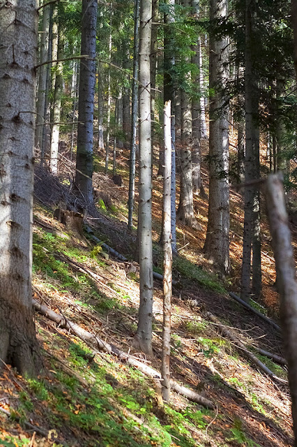 gory, pieniny, zbocze, antymiasto, blog, wies, 