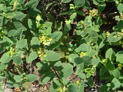 コンプリート！ 雁皮 花 301767-雁皮 花 時期