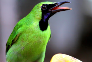 Cara Mengatasi Burung Salto Dengan Mudah dan Cepat