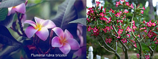 Plumeria obtusifolia (= P. acuminata) = Cây sứ hoa trắng. Singapore plumeria