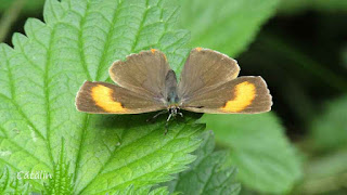 Thecla betulae (female) IMG15266