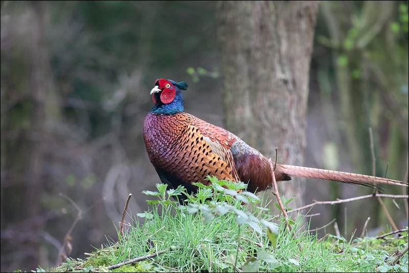 Male Pheasant