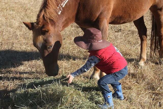 Jack feeding hay to mustang Henry