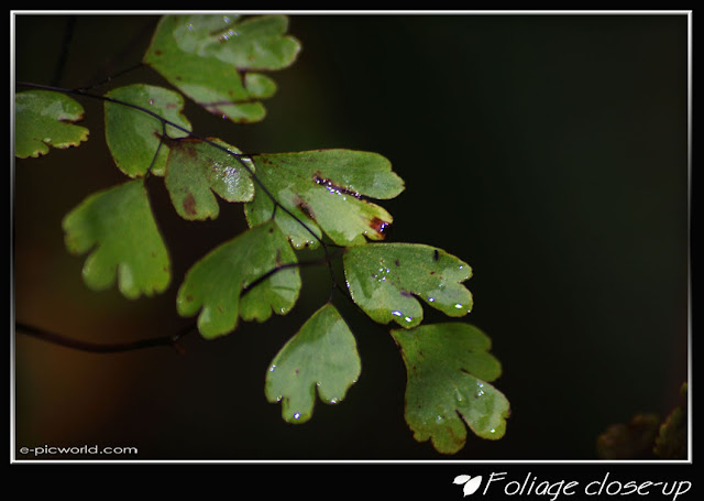 Foliage close up picture